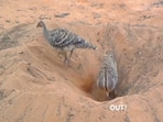 The viral video of two birds was compared to Bengaluru's local administrative bodies BBMP and BWSSB and netizens found it too amusing. The viral video of two birds was compared to Bengaluru's local administrative bodies BBMP and BWSSB and netizens found it too amusing.