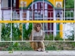 A young macaque looks through the railings of a temple compound in Dharmsala.(AP) A young macaque looks through the railings of a temple compound in Dharmsala.(AP)