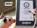 Guinness World Records certified Pebbles as the oldest dog living.(Instagram/@pebbles_since_2000) Guinness World Records certified Pebbles as the oldest dog living.(Instagram/@pebbles_since_2000)