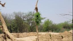 The forest department had in January received complaints of trees being felled in the area without permission. (Sourced)