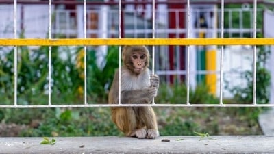 A young macaque looks through the railings of a temple compound in Dharmsala. (AP)