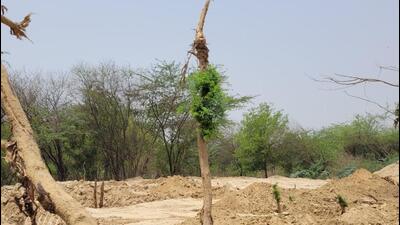 The forest department had in January received complaints of trees being felled in the area without permission. (Sourced)