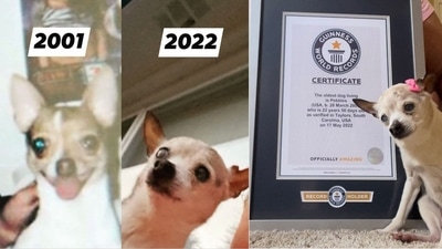 Guinness World Records certified Pebbles as the oldest dog living. (Instagram/@pebbles_since_2000) Guinness World Records certified Pebbles as the oldest dog living. (Instagram/@pebbles_since_2000)