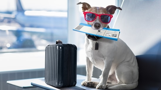 2. Comfort with travel arrangements - While your pet may be used to evening drives around the city, planning for a relocation might be tedious or difficult for them as it will involve longer hours of travel. Begin to familiarise them with the vehicle. Also, make sure they’ll be at ease with the box or their crate you’ll be using. If they aren’t used to staying put in a closed space, try having them stay in a crate for a short period of time and gradually increase it by luring them into it with some treats and of course praising them for being a good pet. It also makes their learning experience a little enjoyable. You definitely cannot rehearse if you plan on making a long-distance relocation or flying to your destination. The same exercises, on the other hand, will help your pets cope with trip commotions. It is ideal to employ professional packers and movers company for the finest pet relocation experience. (File Photo)