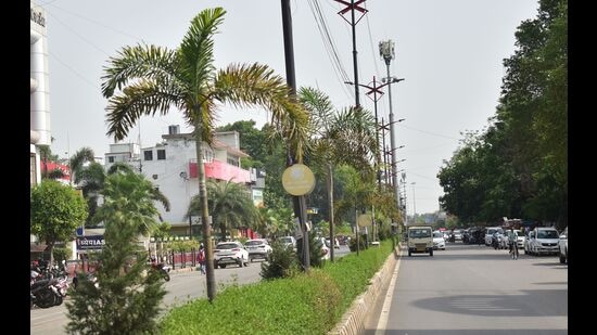 Plants and saplings planted on the divider in Prayagraj (HT File Photo) Plants and saplings planted on the divider in Prayagraj (HT File Photo)