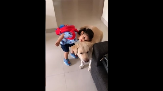 The toddler went over to say goodbye to his dog before leaving for school. (keebo_the_lab/Instagram ) The toddler went over to say goodbye to his dog before leaving for school. (keebo_the_lab/Instagram )
