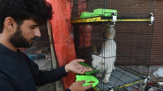 In an interview with HT Lifestyle, Manish Bindal, CEO of Trans Cargo India, told Zarafshan Shiraz, “The transportation of pets might need some special requirements such as equipment, materials, pet belongings, etc.” This also includes customised shipping services that will cater to all of your customised shipment needs and required paperwork. Opt for a service that tends to your belongings and ensures their safe and timely arrival or multimodal services so that you can choose the best mode applicable for your pet transportation. (Asif Hassan / AFP)
