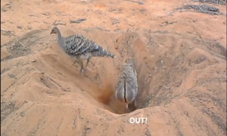 The viral video of two birds was compared to Bengaluru's local administrative bodies BBMP and BWSSB and netizens found it too amusing. The viral video of two birds was compared to Bengaluru's local administrative bodies BBMP and BWSSB and netizens found it too amusing.