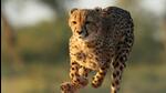 India will release cheetahs from South Africa and Namibia into the wild at Kuno Palpur in Sheopur district of Madhya Pradesh, possibly by the end of this year, officials said. (Getty Images/iStockphoto) India will release cheetahs from South Africa and Namibia into the wild at Kuno Palpur in Sheopur district of Madhya Pradesh, possibly by the end of this year, officials said. (Getty Images/iStockphoto)