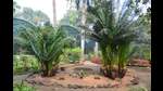 Working on artificial reproduction of Cycads: CSIR-NBRI experts (ht photo) Working on artificial reproduction of Cycads: CSIR-NBRI experts (ht photo)