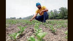 Punjab government to bypass arhtiyas for moong procurement Punjab government to bypass arhtiyas for moong procurement