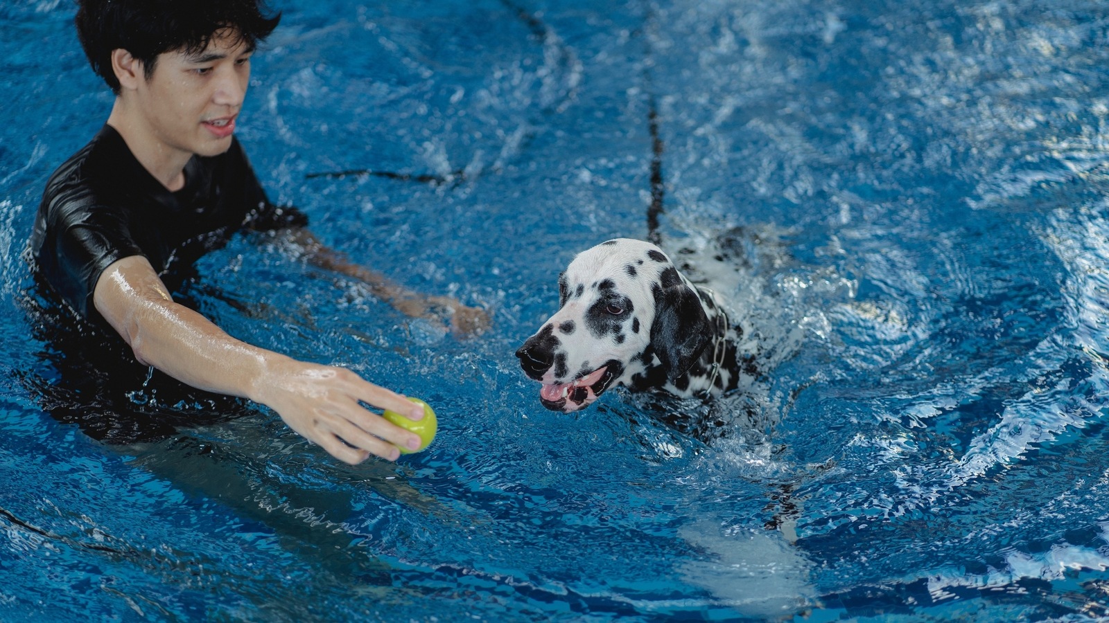 Pet care tips: 5 Important training activities for every pet