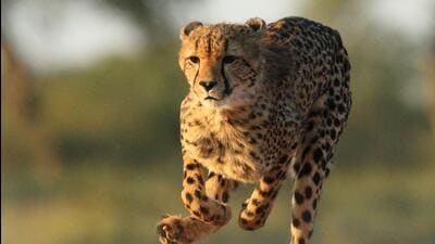 India will release cheetahs from South Africa and Namibia into the wild at Kuno Palpur in Sheopur district of Madhya Pradesh, possibly by the end of this year, officials said. (Getty Images/iStockphoto) India will release cheetahs from South Africa and Namibia into the wild at Kuno Palpur in Sheopur district of Madhya Pradesh, possibly by the end of this year, officials said. (Getty Images/iStockphoto)
