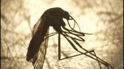 The West Nile fever claimed the life of a 47-year-old man in Thrissur district, making him the first casualty of the year in the state, this year on Sunday. (HT Archives) The West Nile fever claimed the life of a 47-year-old man in Thrissur district, making him the first casualty of the year in the state, this year on Sunday. (HT Archives)