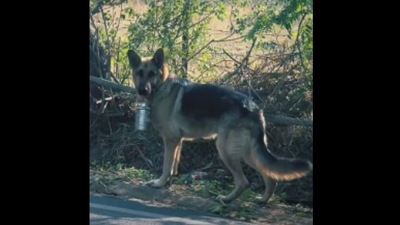 The German Shepherd dog walks to his dad's office with his lunch box in this Instagram video. (Instagram/@timssyvats) The German Shepherd dog walks to his dad's office with his lunch box in this Instagram video. (Instagram/@timssyvats)
