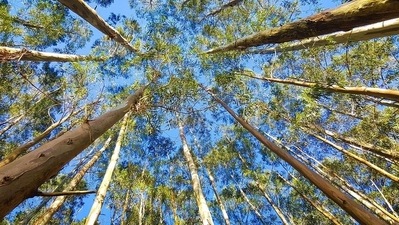 Nilgiri or Eucalyptus is used as an Ayurvedic oil for joint and muscle pain. The oil from the Nilgiri plant helps in reducing inflammation, thus helping during pain. (Pixabay) Nilgiri or Eucalyptus is used as an Ayurvedic oil for joint and muscle pain. The oil from the Nilgiri plant helps in reducing inflammation, thus helping during pain. (Pixabay)