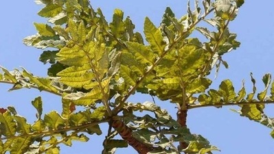Shallaki is a herb that helps in managing pain naturally. It helps in strengthening the joints and improves mobility. (Pinterest) Shallaki is a herb that helps in managing pain naturally. It helps in strengthening the joints and improves mobility. (Pinterest)