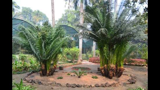 Working on artificial reproduction of Cycads: CSIR-NBRI experts (ht photo) Working on artificial reproduction of Cycads: CSIR-NBRI experts (ht photo)