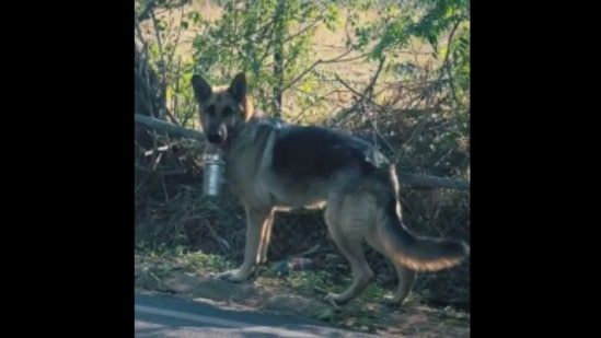 The German Shepherd dog walks to his dad's office with his lunch box in this Instagram video. (Instagram/@timssyvats)