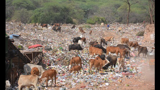 Violating norms, the civic body had converted 12 acre forest land into a dumping ground, which posed a severe threat to wildlife and people living in the vicinity (Representative Image/HT File)
