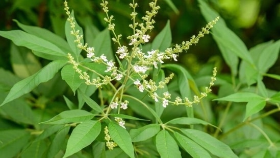 Nirgundi is one of the most popular and helpful herbs used in the management of arthritis and joint pain. Its anti-inflammatory and antioxidant properties help in managing inflammation, stiffness and pain.(Pinterest)