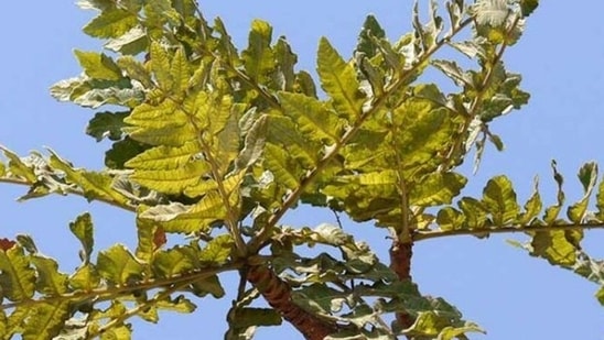 Shallaki is a herb that helps in managing pain naturally. It helps in strengthening the joints and improves mobility.(Pinterest)