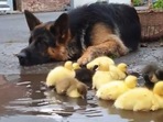 The German Shepherd dog and the cute ducklings in the Reddit video. (Reddit/@Thund3rbolt) The German Shepherd dog and the cute ducklings in the Reddit video. (Reddit/@Thund3rbolt)