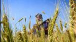 Many expectations rest on the agriculture sector, which the government understands well and is chugging full steam ahead towards its destination (PTI) Many expectations rest on the agriculture sector, which the government understands well and is chugging full steam ahead towards its destination (PTI)