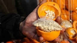 A man shows fake oranges filled with illegal drug pills.
