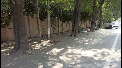The petition against installation of tiles and pouring of concrete around trees has been filed by the Council of Engineers. The Ludhiana Improvement Trust superintendent engineer did not turn up for two consecutive hearings. (HT File)