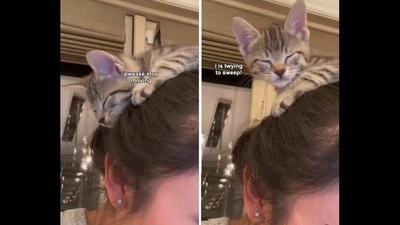 Kitten named Cookie sitting on top of her foster mom's head. (Instagram/@kittyboyandfriends) Kitten named Cookie sitting on top of her foster mom's head. (Instagram/@kittyboyandfriends)