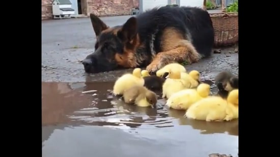 German Shepherd dog admires cute ducklings in this viral Reddit ...