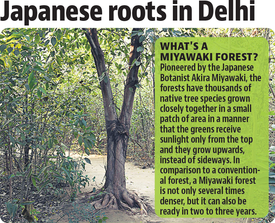 The MCD will plant saplings of 20,000 trees and 80,000 shrubs in east Delhi. (HT Illustration) The MCD will plant saplings of 20,000 trees and 80,000 shrubs in east Delhi. (HT Illustration)