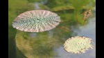 Giant Amazonian Waterlily at NBRI, Lucknow. (HT photo) Giant Amazonian Waterlily at NBRI, Lucknow. (HT photo)