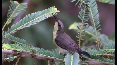A sunbird perched on a tree branch in Chandigarh on a hot Tuesday afternoon. (Sanjeev Sharma/HT) A sunbird perched on a tree branch in Chandigarh on a hot Tuesday afternoon. (Sanjeev Sharma/HT)