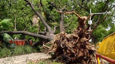According to rules set by a Delhi high court order and later a National Green Tribunal (NGT) mandate, there should be no concretisation in a one metre radius or 6x6 sqft space around a tree. (ANI) According to rules set by a Delhi high court order and later a National Green Tribunal (NGT) mandate, there should be no concretisation in a one metre radius or 6x6 sqft space around a tree. (ANI)