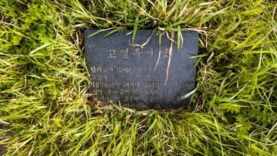 This aerial photo shows a tombstone of North Korean leader Kim Jong Un's maternal great grandfather that translates as 'Ko Yong-ok. Born in 1876 and laid to rest in 1945 in Jeju', near other tombstones also bearing the Ko family name. (AFP) This aerial photo shows a tombstone of North Korean leader Kim Jong Un's maternal great grandfather that translates as 'Ko Yong-ok. Born in 1876 and laid to rest in 1945 in Jeju', near other tombstones also bearing the Ko family name. (AFP)