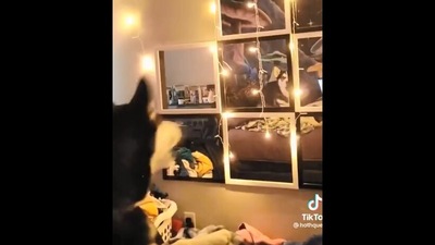 The image is taken from the viral Instagram video and shows the dog in front of sound activated lights. (Instagram/@hothqueen)