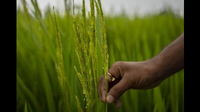 Punjab’s basmati has acceptability in foreign countries for its special aroma and long grain. However, owing to the rejection of some consignments in the past years due to traces of agro-chemical, the state department, farmers and exporters are wary of its excessive usage. (AP File Photo) Punjab’s basmati has acceptability in foreign countries for its special aroma and long grain. However, owing to the rejection of some consignments in the past years due to traces of agro-chemical, the state department, farmers and exporters are wary of its excessive usage. (AP File Photo)