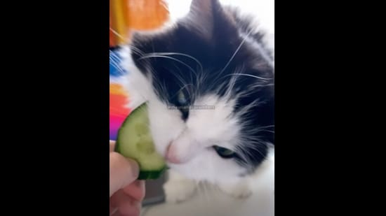 Mauri the cat munching on a cucumber slice after smelling it.&nbsp;(Instagram/@mauriandcucumbers)