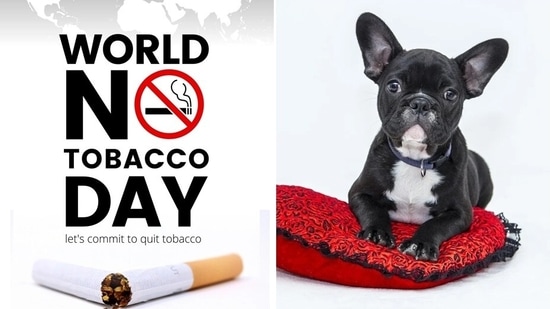 Many pet parents smoke but don’t realize how harmful it is for pets.(Canva, Pixabay)