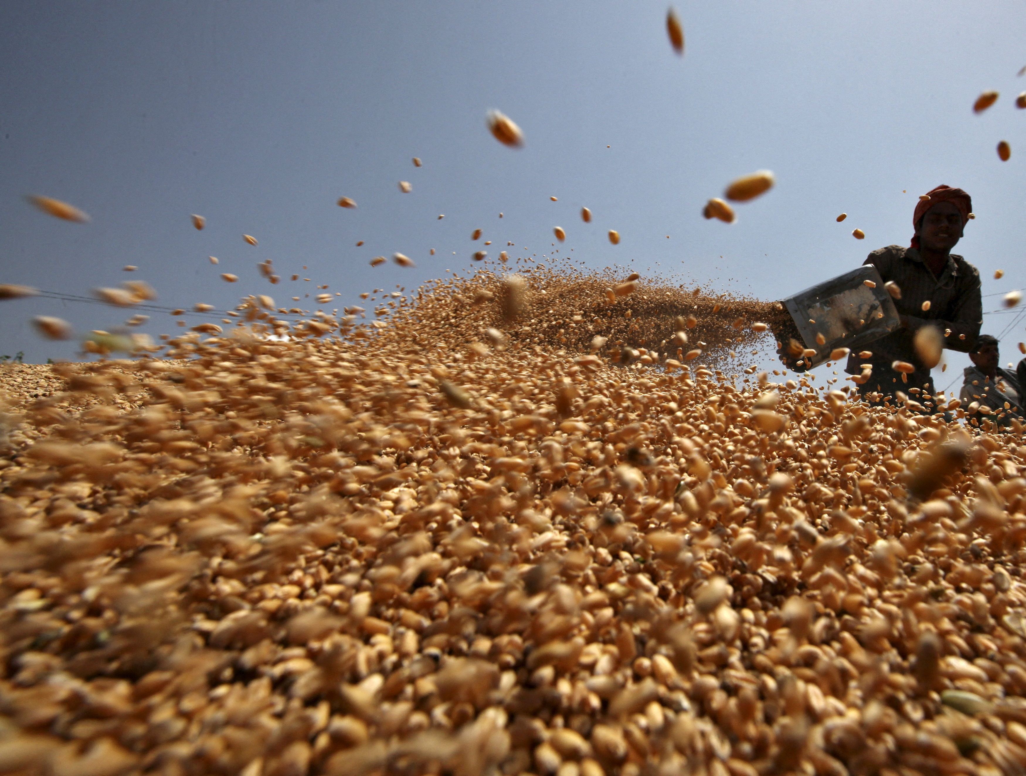 A wheat shortage is threatening to push low-income countries to the brink of hunger.&nbsp; (Reuters)