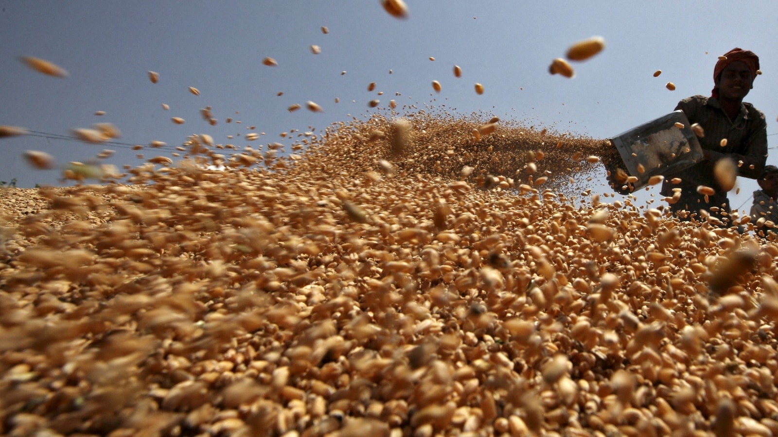 Египет экспорт пшеницы. In northern india they harvest their wheat