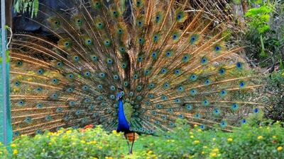 A peacock fanning out its feathers in Mohali on a blistering Wednesday. (Ravi Kumar/HT)
