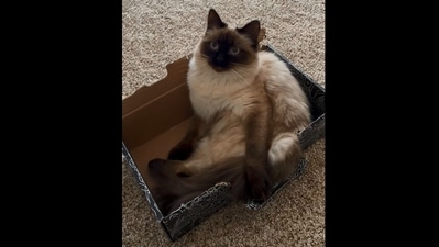The image, taken from the Instagram video, shows the cat. (Instagram/@_nalatheragdoll_)