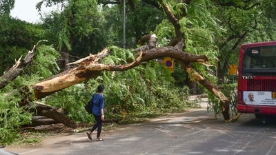 New Delhi: A tree fallen in Monday's thunderstorm, near Patiala House Courts in New Delhi, Tuesday, May 31, 2022. (PTI Photo/Kamal Kishore) (PTI) New Delhi: A tree fallen in Monday's thunderstorm, near Patiala House Courts in New Delhi, Tuesday, May 31, 2022. (PTI Photo/Kamal Kishore) (PTI)