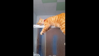 “Why my ginger boy doing this when I taking shower,” reads the caption shared along with the video of a cat on Reddit. (Reddit/Nicyyyyy444444)