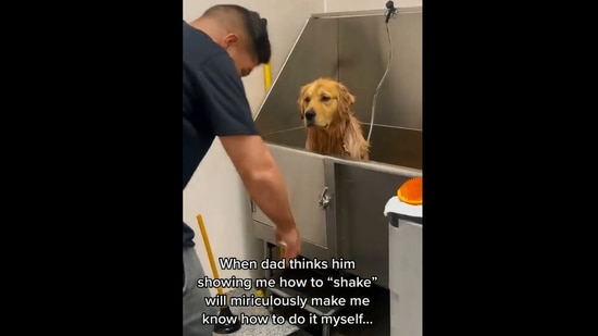 The image, taken from the viral Instagram video, shows the man trying to teach his golden retriever dog how to dry itself.(Instagram/@beaunosebones)