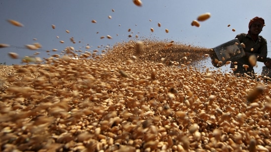 Worker spreads wheat crop for drying at wholesale grain market in Chandigarh./File Photo(REUTERS)