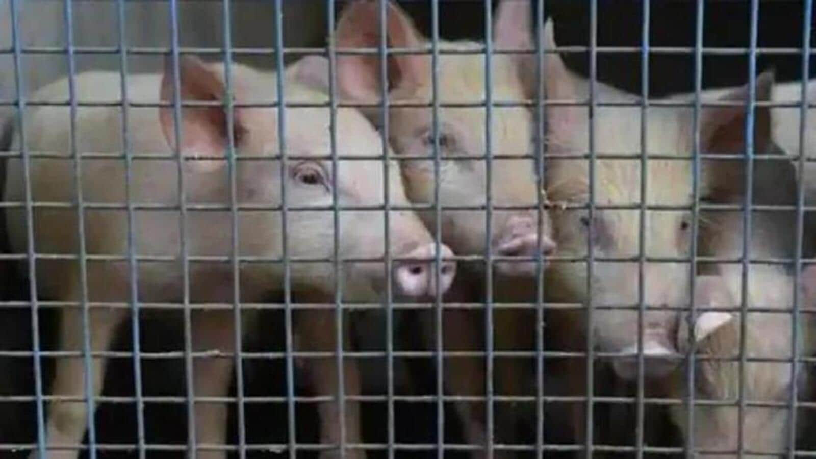 African swine fever breaks out in Manipur farm | Latest News India - Hindustan Times African swine fever breaks out in Manipur farm | Latest News India - Hindustan Times